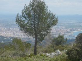 MTB-Blick auf Palma_2.jpg